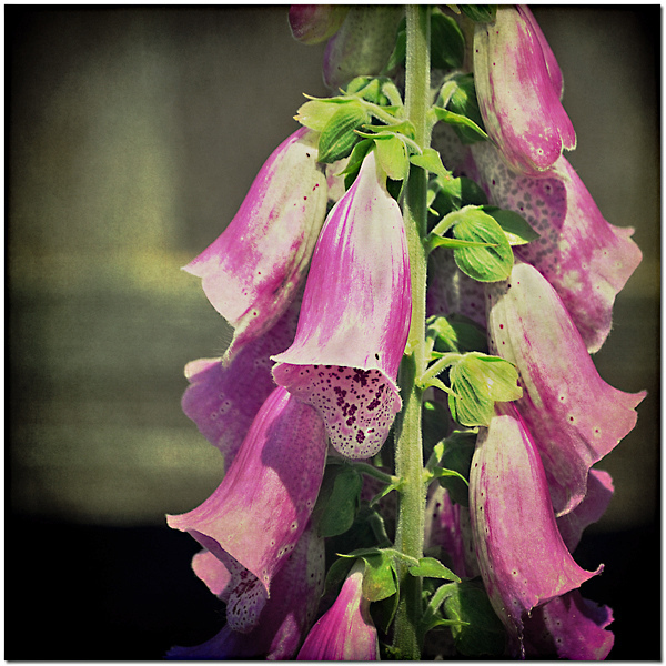 Common Foxglove